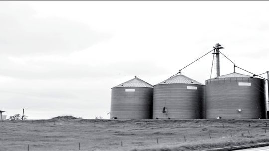 Colostrum can really set calves up for success