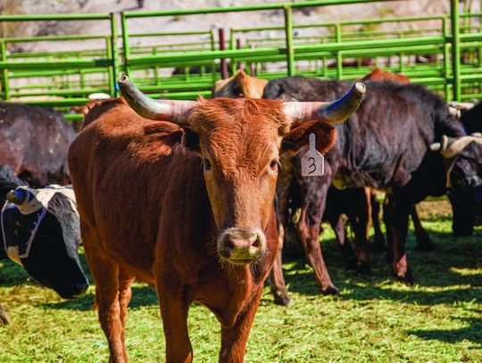 Breeding soundness exams are key to having a good breeding season