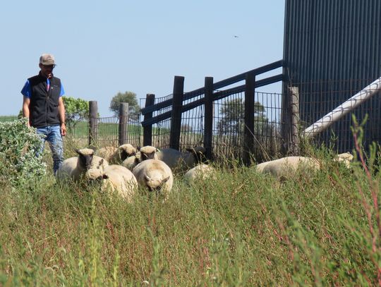 Business aims to divert wool from landfills