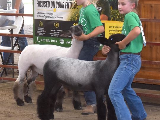 Cedar County Fair Sheep Show