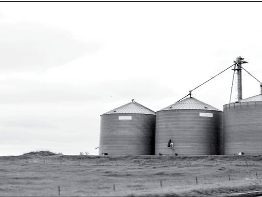 Colostrum can really set calves up for success