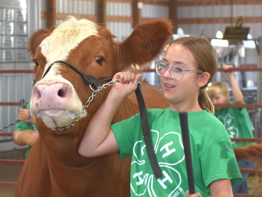County Fair Beef Show