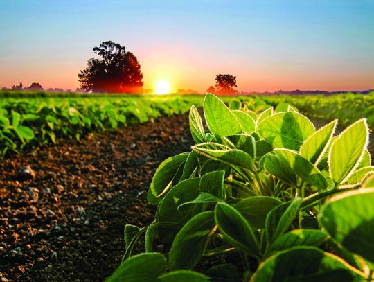 Haskell Ag Lab to highlight cover crop research