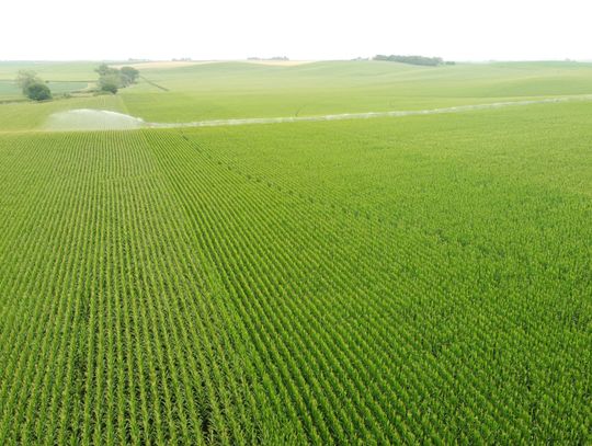 Helping the crops