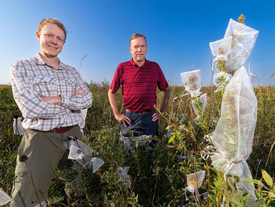 Iowa State University research links pollinators and prairie plants in creating biodiversity