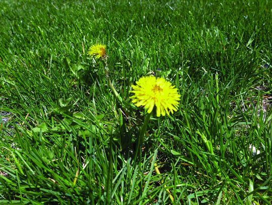 Last year’s weeds may make a comeback this year — plan now