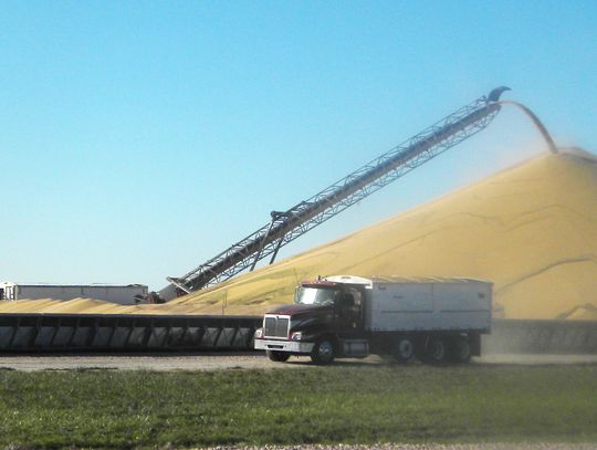 Nebraska’s 2025 harvest outlook points to record corn, strong soybean yields