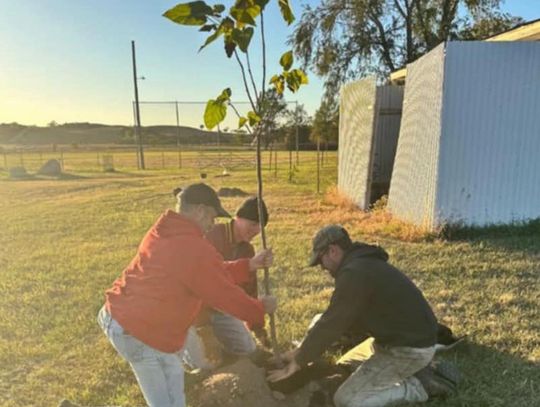 New trees are taking root in St. Helena