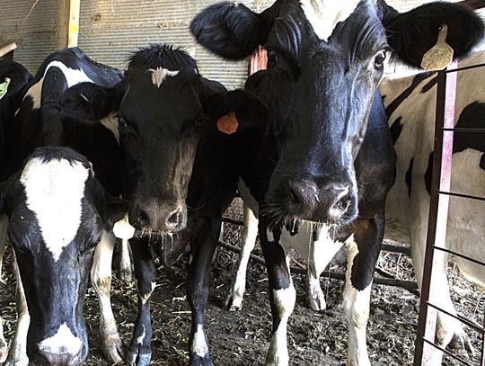Precision Livestock Farming Conference draws a good crowd
