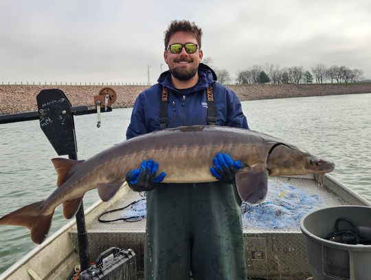 Rare lake sturgeon made a 681-mile swim to Gavins Point