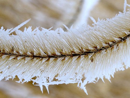 Reducing winter dessication injury on evergreens