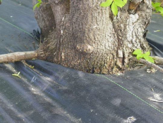 Weed barrier may be choking your