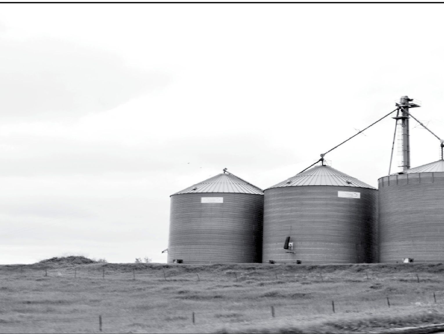 Colostrum can really set calves up for success