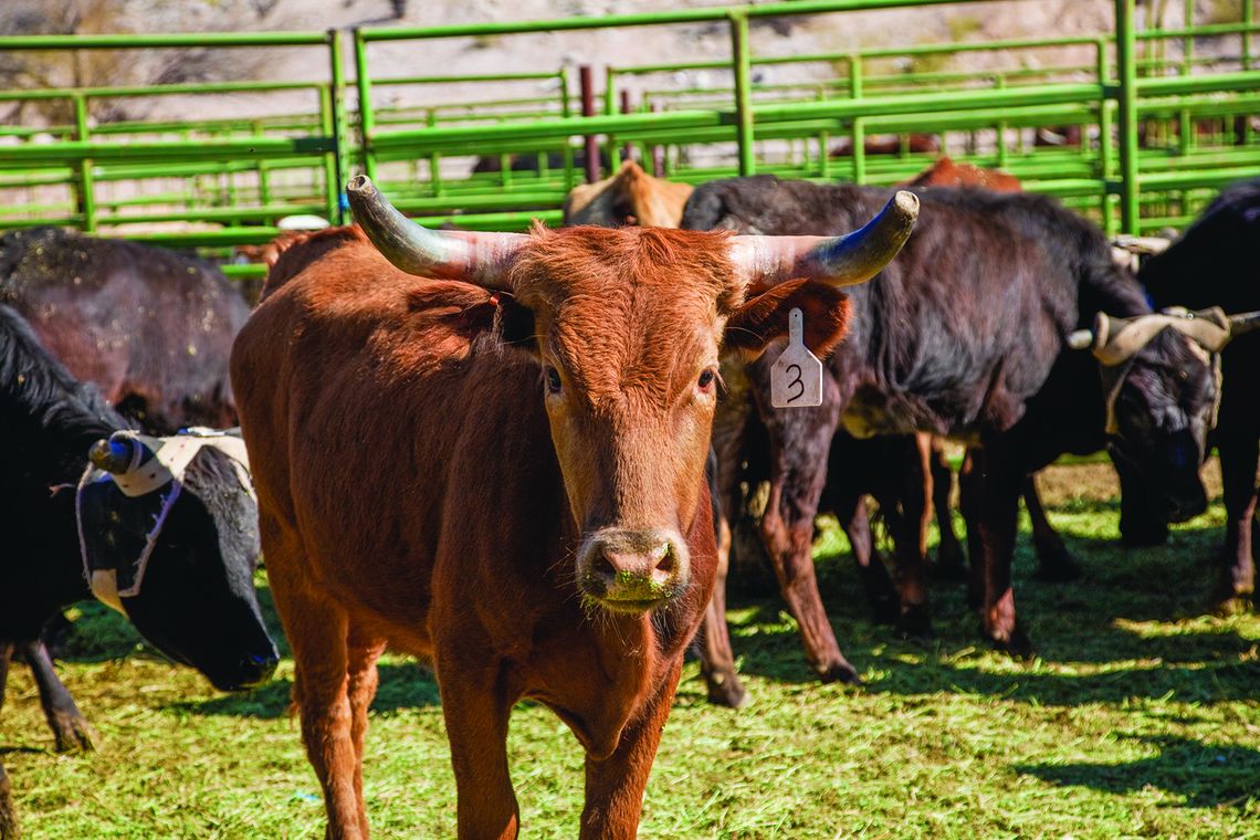 Breeding soundness exams are key to having a good breeding season