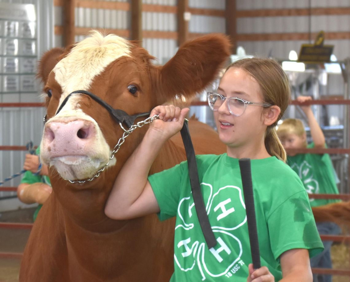 County Fair Beef Show