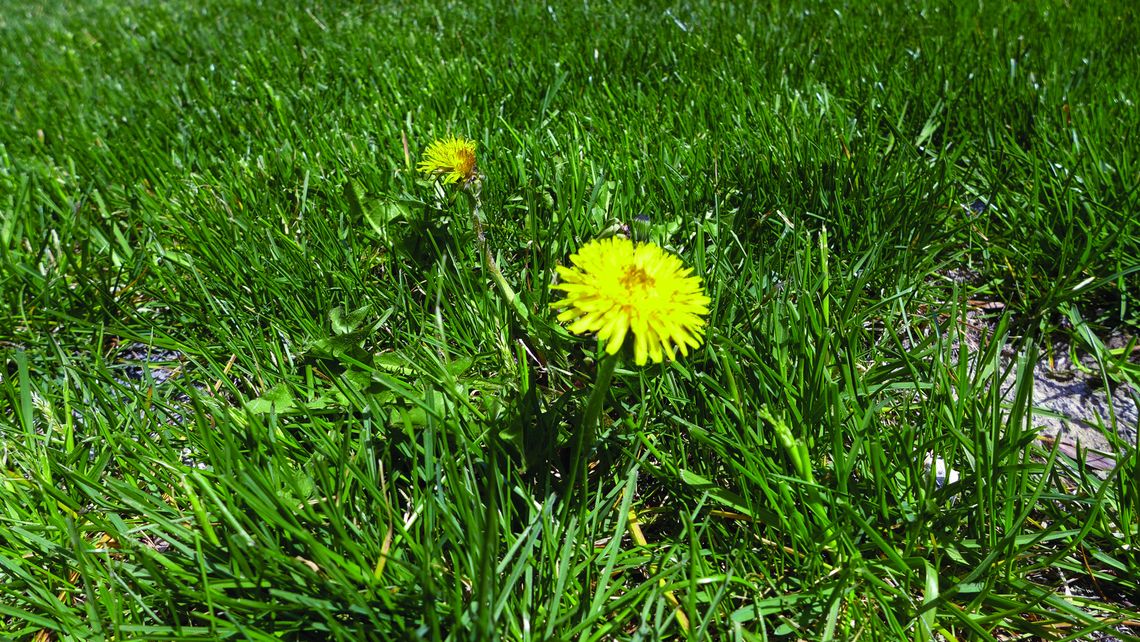 Last year’s weeds may make a comeback this year — plan now