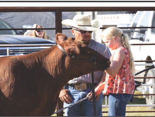 Valarie Nelson talks with the judge during the Dixon County Fair livestock show.