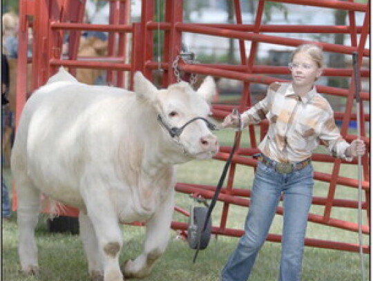 Erika Graf keeps her eyes on the judge during the beef show at the Randolph Community Fair livestock show July 8. Jeri Schmit|Randolph Times