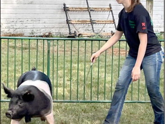 Sydney Robinson, Randolph, keeps her pig moving during the Randolph Community Fair livestock show. Trisha Benton|Randolph Times