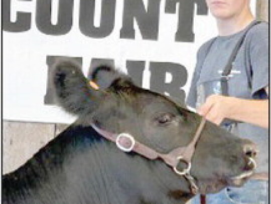 Dylan Schutt, Randolph, earned Senior Reserve Champion 4-H Beef Showman and Champion Commerical 4-H Breeding Heifer at the 2023 Pierce County Fair.