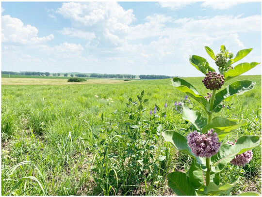 CRP vegetation in summer bloom following a springtime prescribed burn.