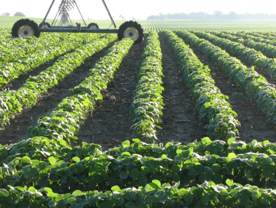 North Platte farmer John Childears uses his center pivots to irrigate soybeans.