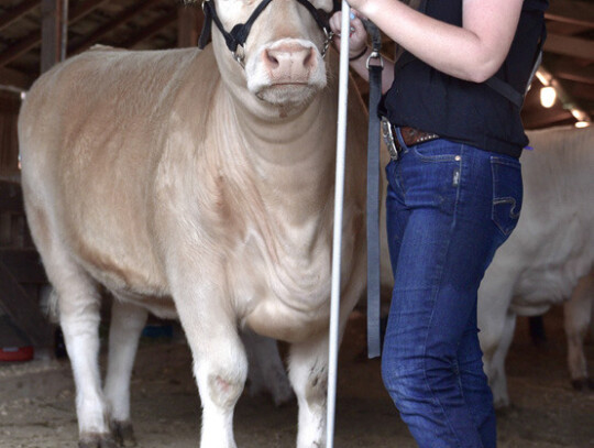 Darin Epperly | Laurel Advocate (above)MadisonBorg,Concord, waits with her animal to be called into the show ring during the open cattle show at the Dixon County Fair on Sunday.